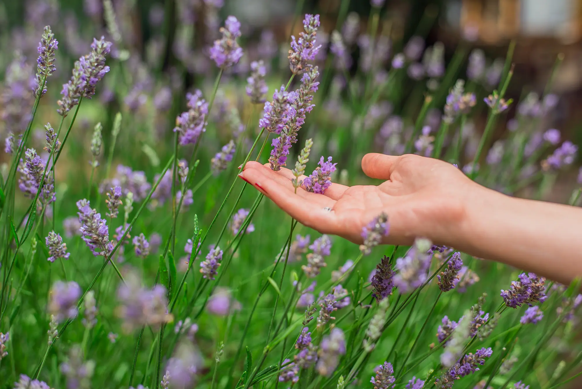 sunset-summer-lavender-field-grls-hand-touching-flo