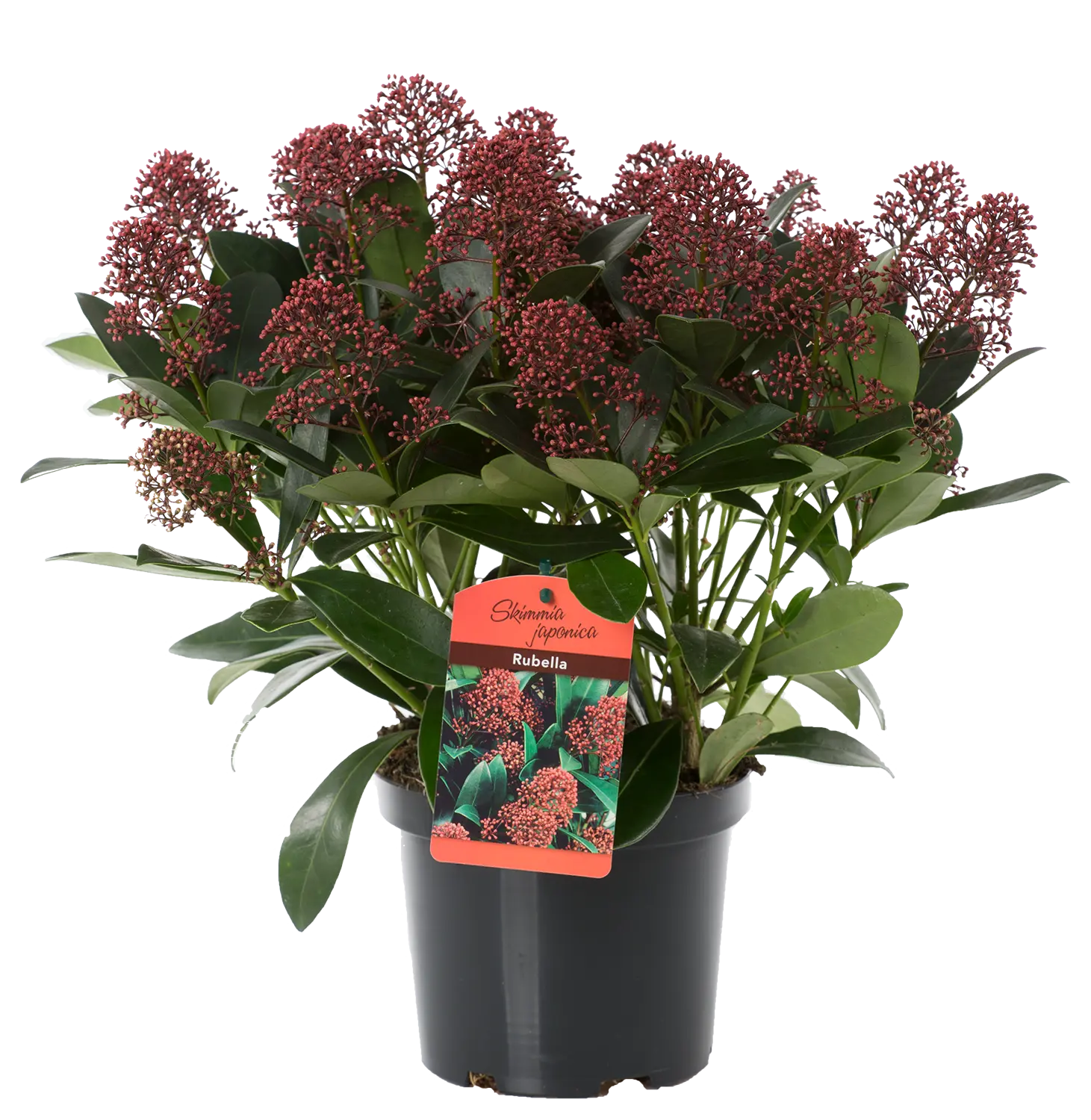 Skimmia16cm-HR-Label