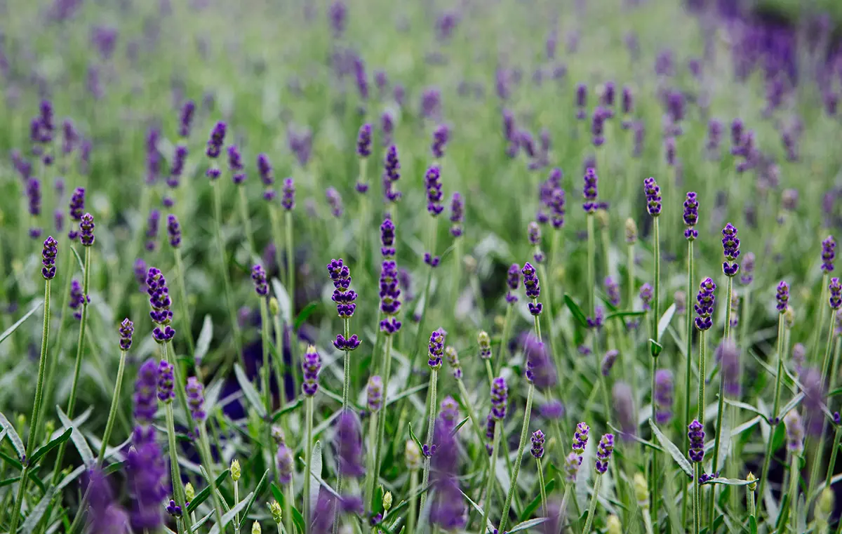 lavendel DSC_7708 aangepast